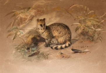 Rasse - Vivericula malaccensis